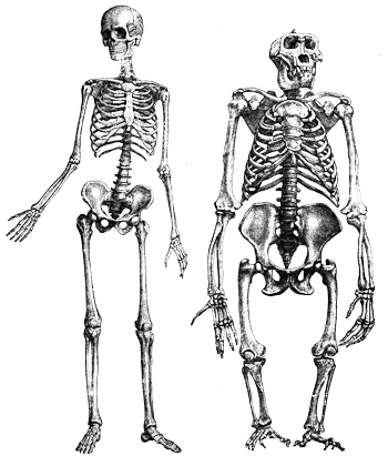 Skeletons of Human and Gorilla