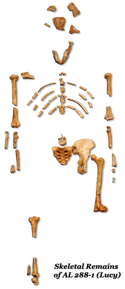 Skeletal Remains of AL 288-1 (Lucy)