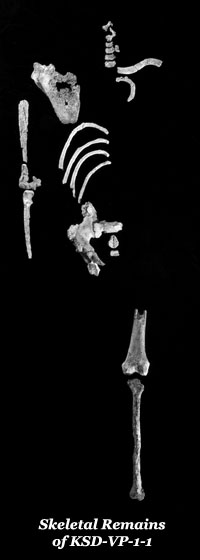 Skeletal Remains of KSD-VP-1-1