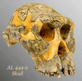 AL 444-2 skull