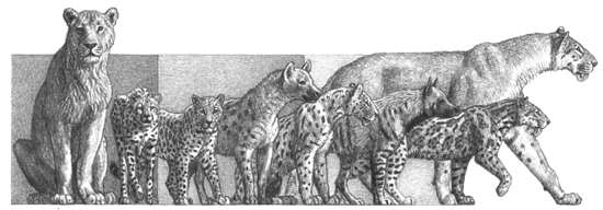 Evolution of Afican Predators