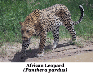 Leopard in Kruger Park