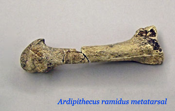 Ardipithecus ramidus metatarsal