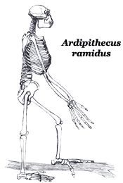 Ardipithecus ramidus