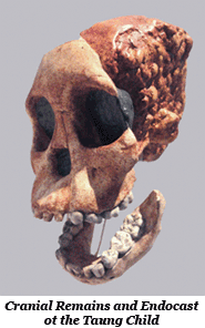 Cranial Remains and Endocast of the Taung Child