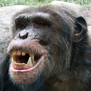 Male Chimpanzee showing his canines.
