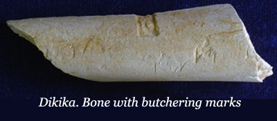 Dikika Bone with butcher marks