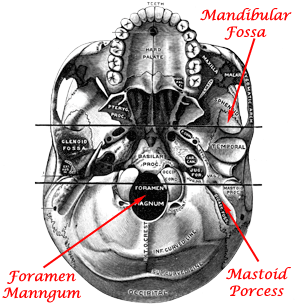 Underside of a modern human skull