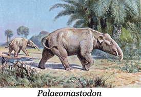 Palaeomastodon