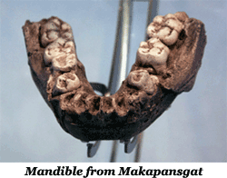 Australopithecus africanus, lower jaw of boy, (MLD 2), Makapansgat, 1947