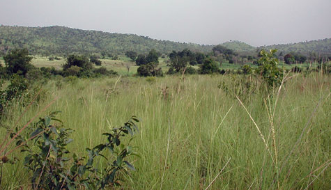 Savannah grassland in Burkina Faso