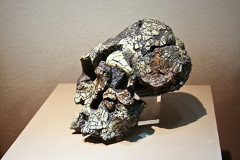 Model of the skull of Kenyanthropus platyops