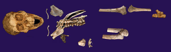 Skeletal Remains of DIK-1-1 (‘Selam’)