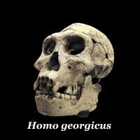 Homo georgicus