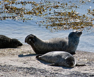 Seals on the Beach at Honeygeo, South Ronaldsay