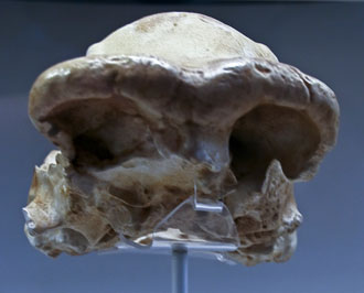 Replica of OH 9 Cranium