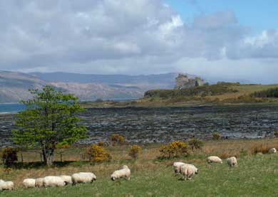 Duart Castle on the Sound of Mull