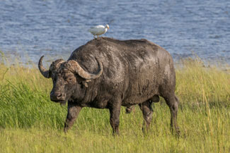 Cape Buffalo in Chobe National Park, Botswana