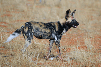 African Wild Dog