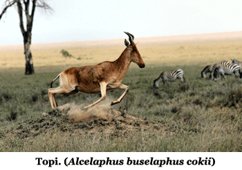 Alcelaphus buselaphus cokii